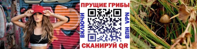 Галлюциногенные грибы Psilocybe сколько стоит Болхов