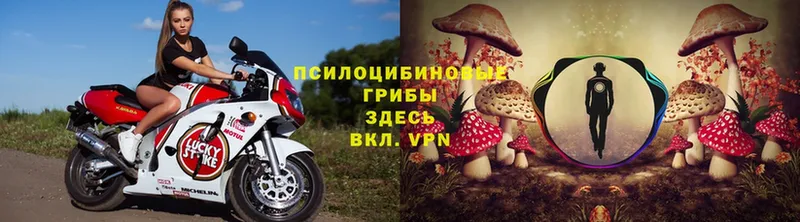 МЕГА вход  цена   Болхов  Псилоцибиновые грибы Psilocybe 